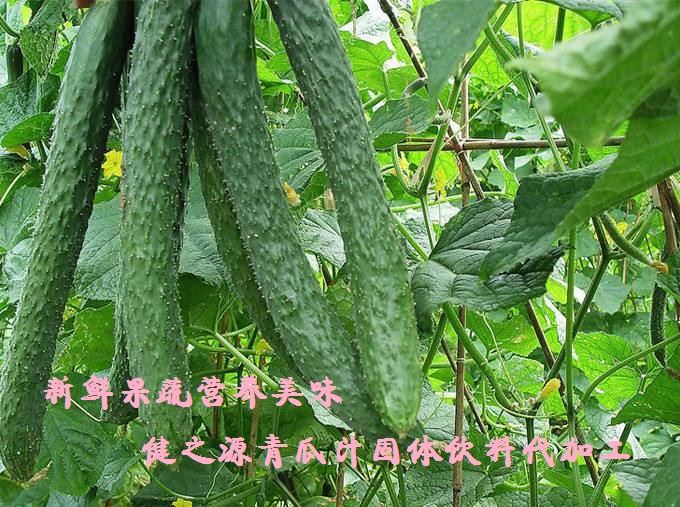青瓜的六大營養(yǎng)價值，你知道嗎？